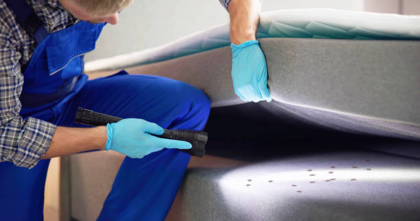 Wasp Removal Services in Powell, TN